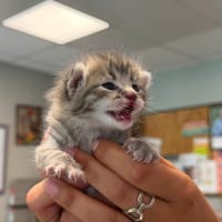 MINUS, chatte à adopter