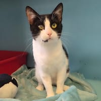 PANDY, chat à adopter