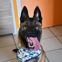 Diego, chien à adopter