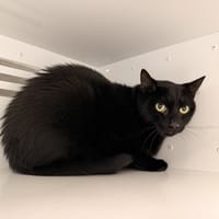 TSUKI, chat à adopter