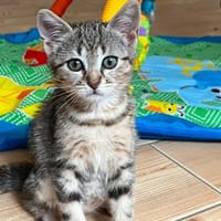 SOLEIL, chat à adopter