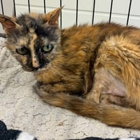 MINETTE, chatte à adopter