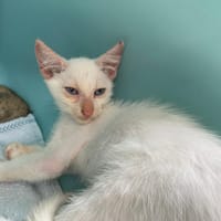 EDEN, chat à adopter