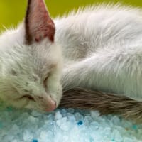 EMIL, chat à adopter