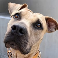 Jo, chien à adopter