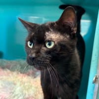 LEWIS, chat à adopter