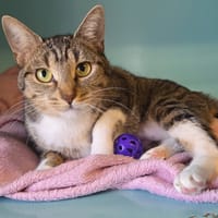 LOLETTE, chatte à adopter