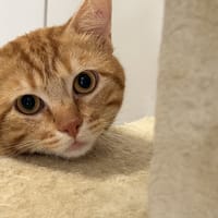 ZIG ZAG, chat à adopter