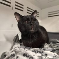 TITI, chat à adopter