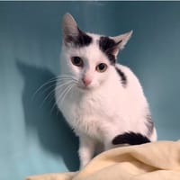 ZIMMIA, chatte à adopter