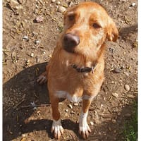 SYMBA, chien à adopter