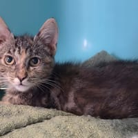 GROSEILLE, chatte à adopter