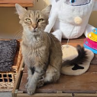 MUEZA, chatte à adopter
