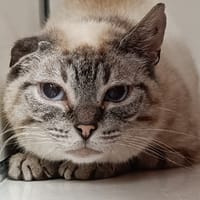 ZENDAYA, chatte à adopter