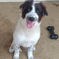 Hoy, chienne à adopter