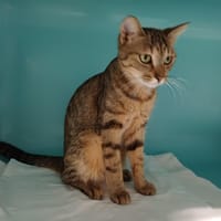 APPY, chatte à adopter