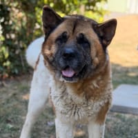 Sky CAA15959, chien à adopter