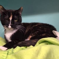 PATCH, chatte à adopter