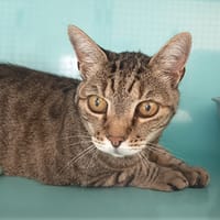 CHOUM-CHOUM C, chatte à adopter