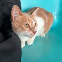 MASTA, chat à adopter