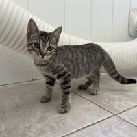 Hippocampe, chatte à adopter