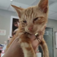 WADNEY, chat à adopter