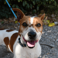 Jacky, chien à adopter