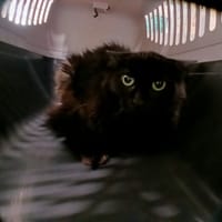 NELL, chatte à adopter