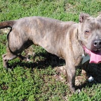 REICH, chienne à adopter