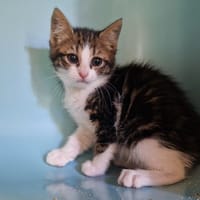 Bronx, chat à adopter