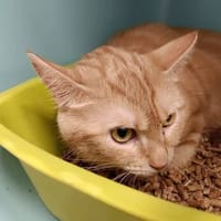 CANNELLE, chatte à adopter