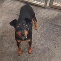 ABBOTT, chien à adopter