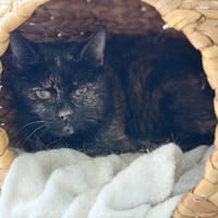 BOHEMIEN, chatte à adopter