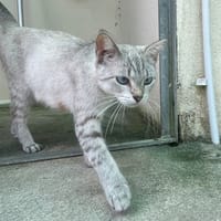 Sia, chatte à adopter