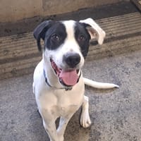 UCCO, chien à adopter