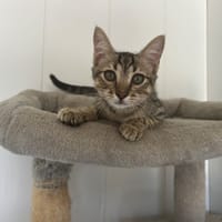 Igloo, chat à adopter