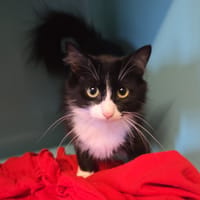 ANANAS, chatte à adopter