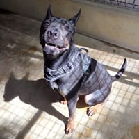 CHAZE, chien à adopter