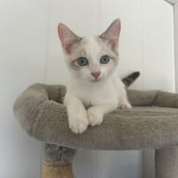Flocon, chat à adopter