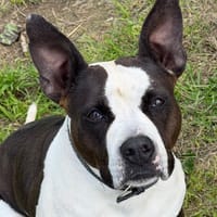 SCARLA, chienne à adopter