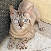 STEEL, chat à adopter