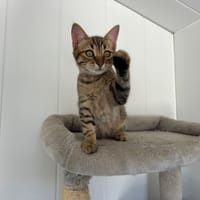 Bill, chat à adopter