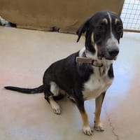 MALO, chien à adopter