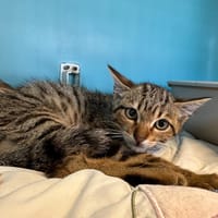 THANDA, chat à adopter