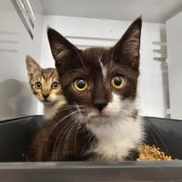 Perla (RESERVE ), chatte à adopter
