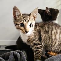 Quincy  ( RESERVE), chat à adopter