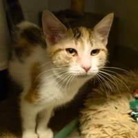 BROOK, chatte à adopter