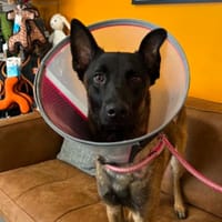 LOKI, chien à adopter