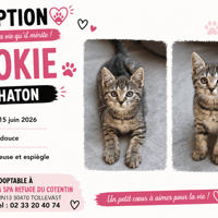 COOKIE (Réservée), chatte à adopter