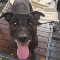 SONY, chien à adopter